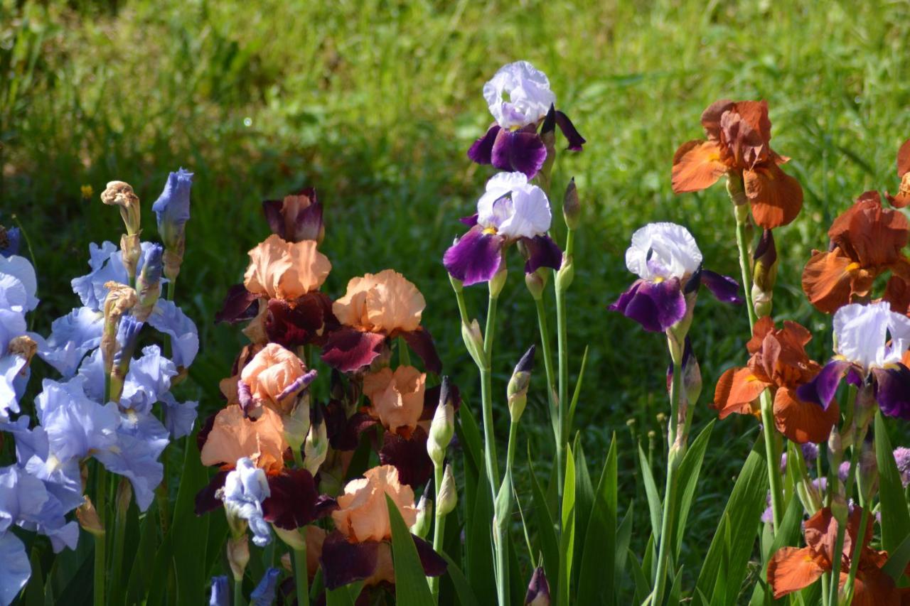 Апартаменты Ferme Les Iris Изенгейм Экстерьер фото